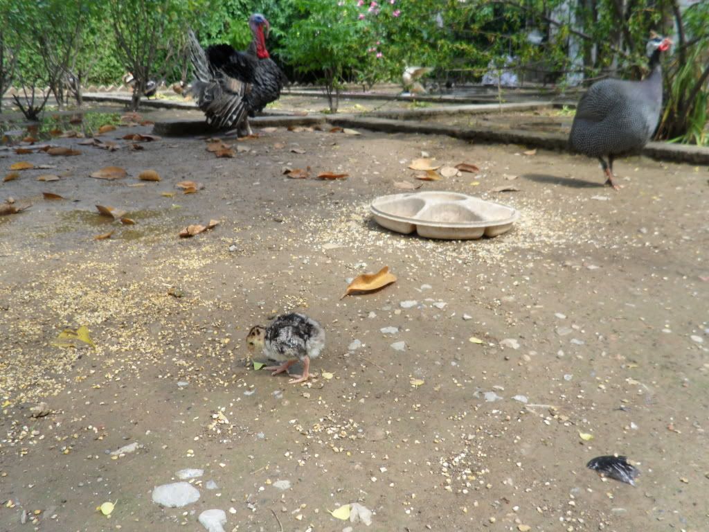 eggsandchicks010.jpg
