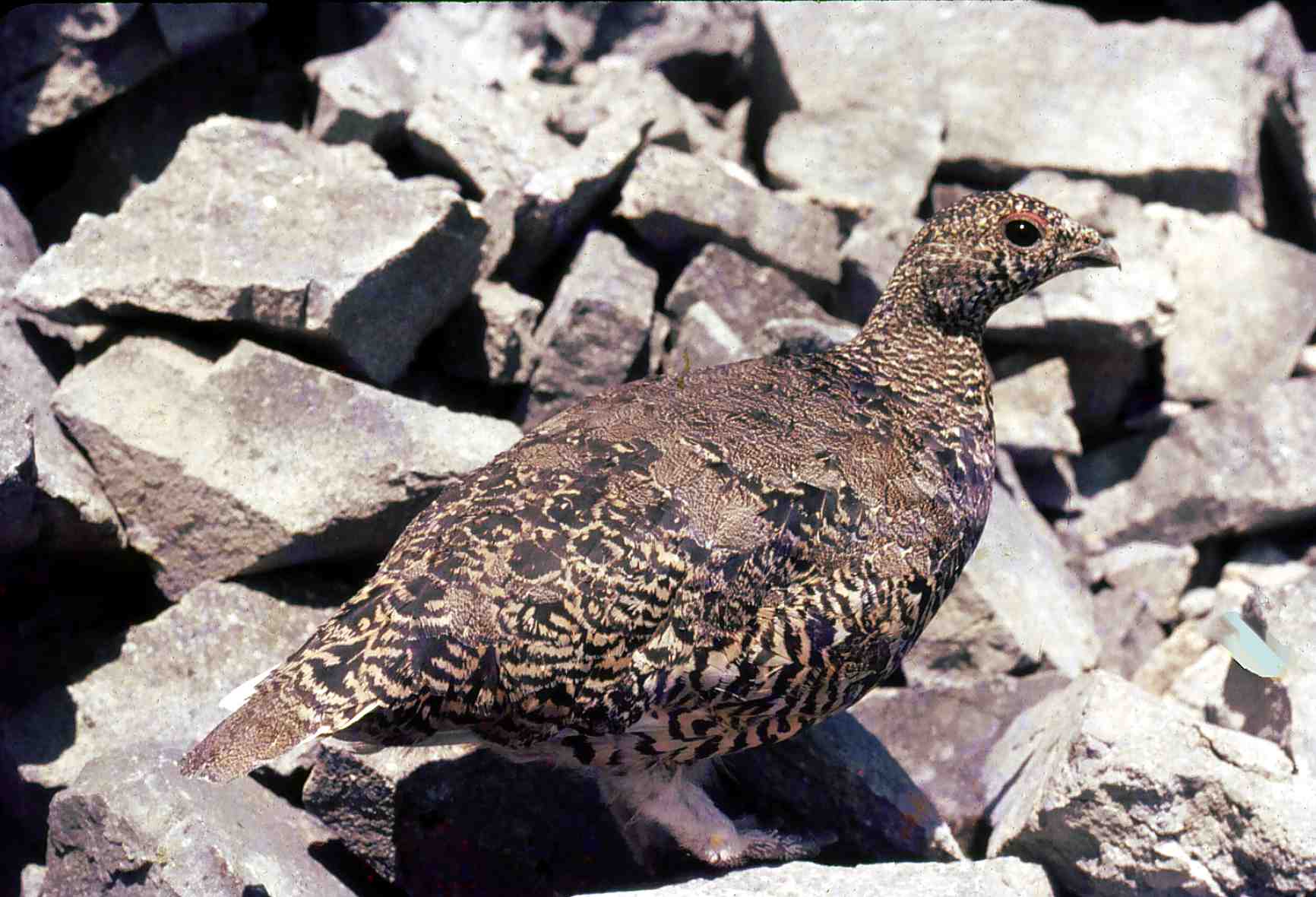 White-tailed_Ptarmigan._Highwood%2C_Alberta.jpg