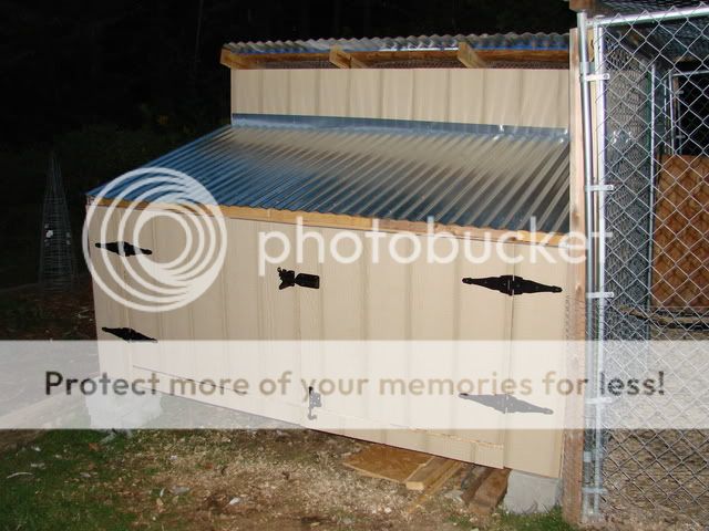 August_chickens_lemonade072.jpg