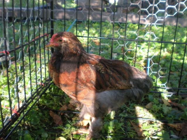 DSCN0658.jpg