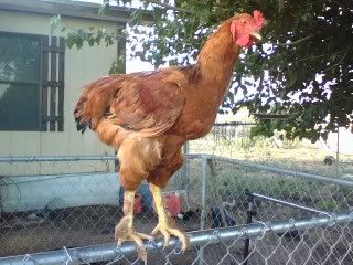 Nugget.jpg