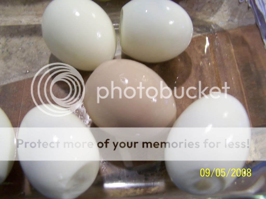 brownwhiteegg.jpg