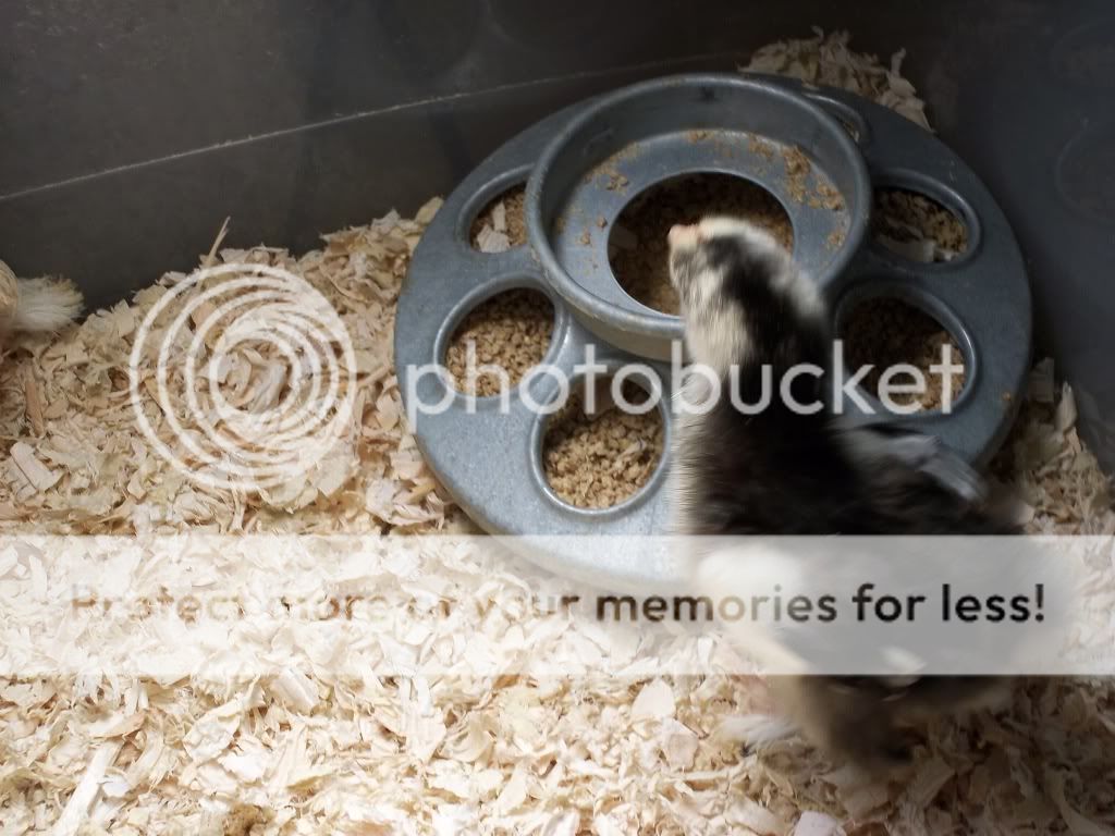 7-4-2011Pictures022.jpg