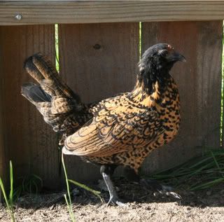 chickens030.jpg