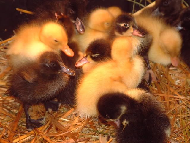 2010Babies003.jpg
