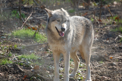 wolf4.JPG