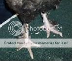 propershankfeathering.jpg