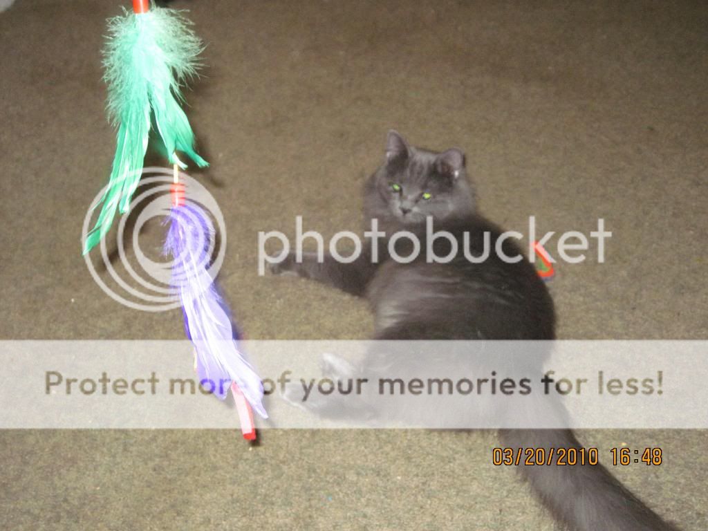 luna2.jpg