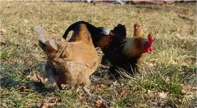 Val-DayPets071-1.jpg