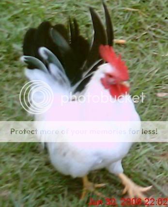 Chickens1029-1.jpg