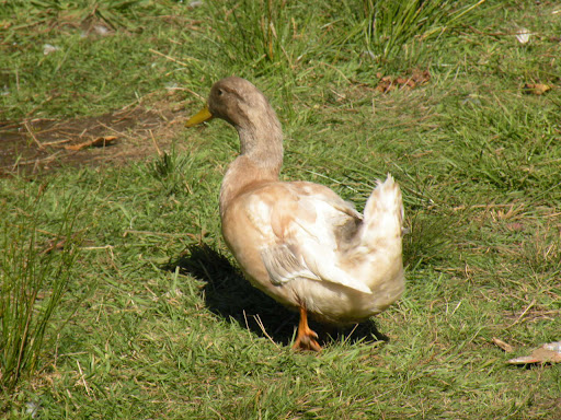 DSCN0735.jpg