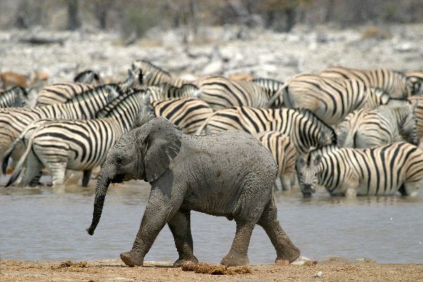 African_Elephant_Calf_600.jpg