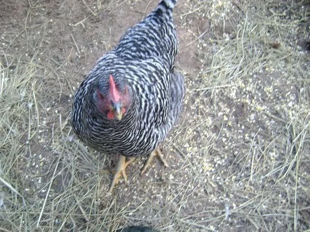 ChickensandROO019.jpg