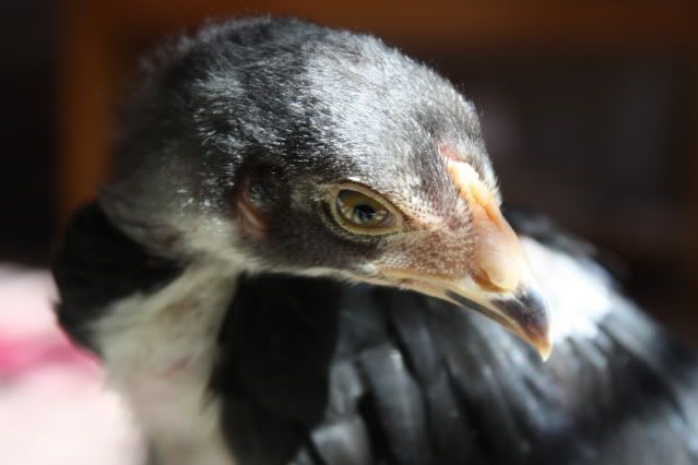 birdnov7007.jpg