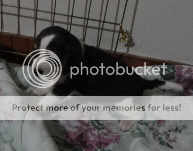 puppy2graciegirl3weeksside.jpg