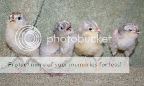 LavChicksPipsandPeeps.jpg