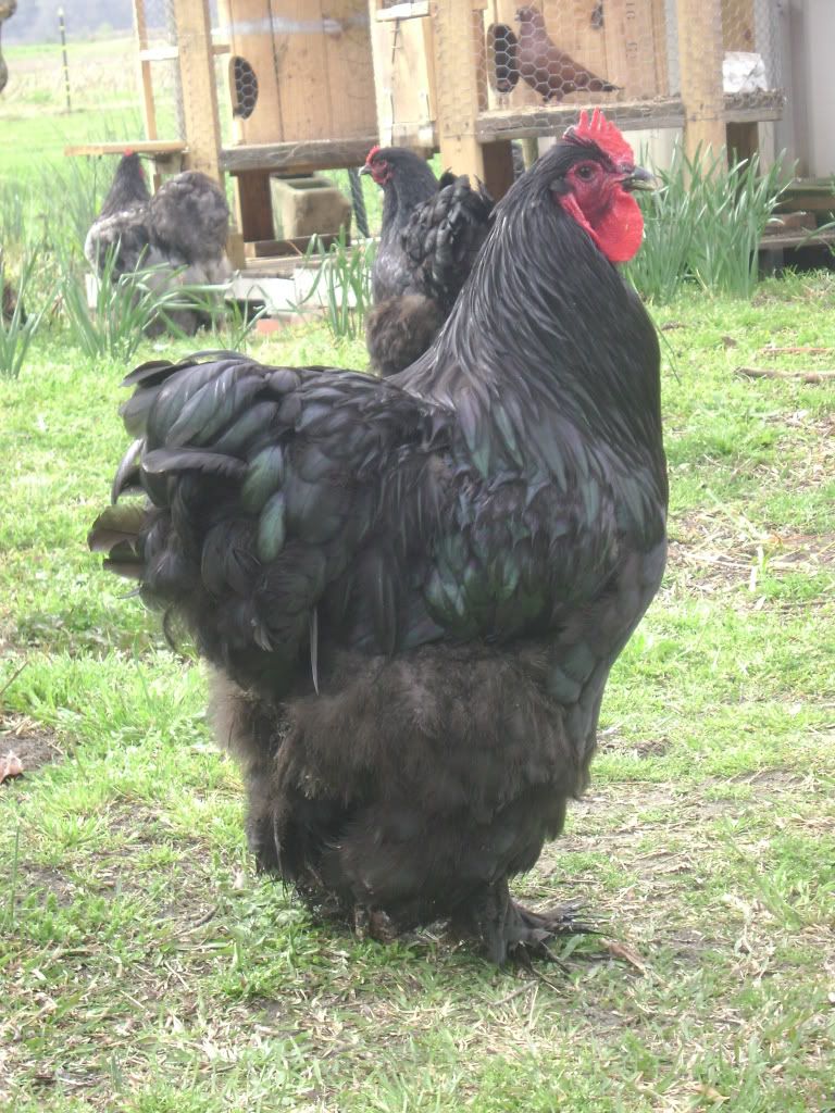 cochins016.jpg