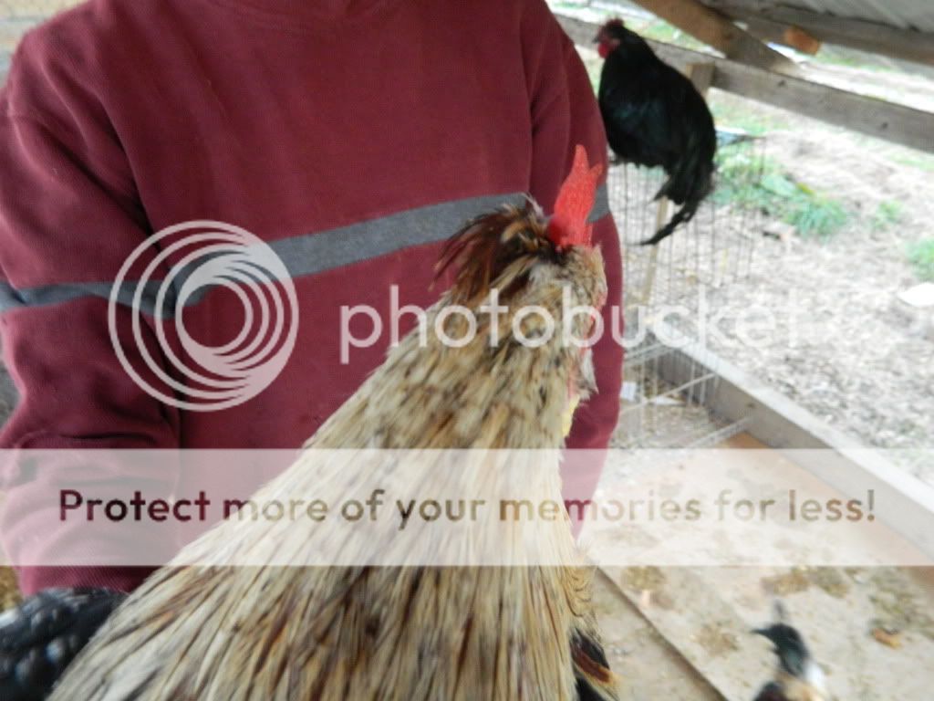 chickens362.jpg