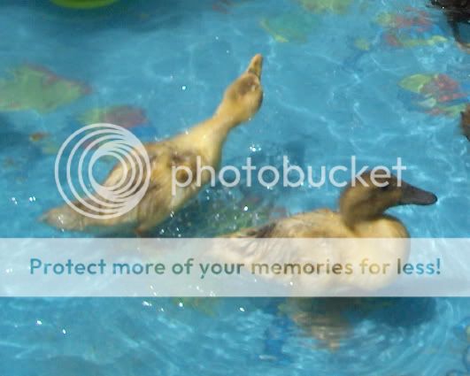 ducklingspray2.jpg