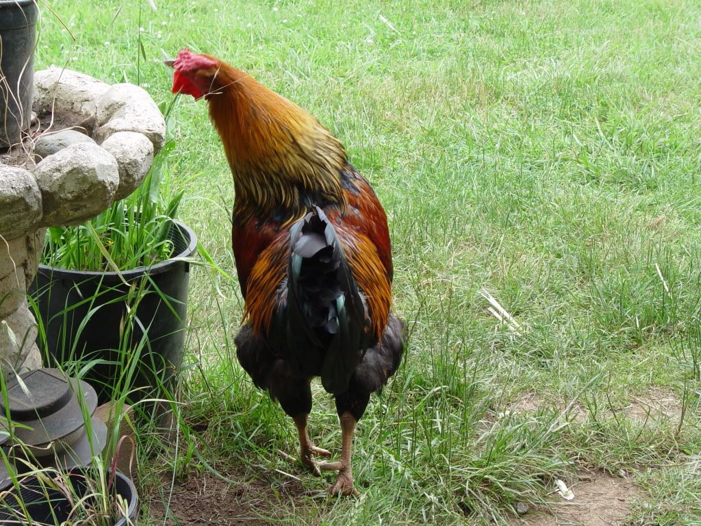 DSC03136.jpg