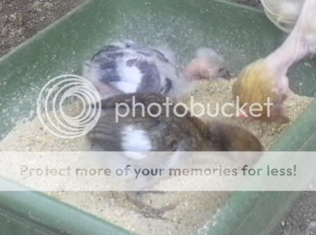 Chicks1.jpg