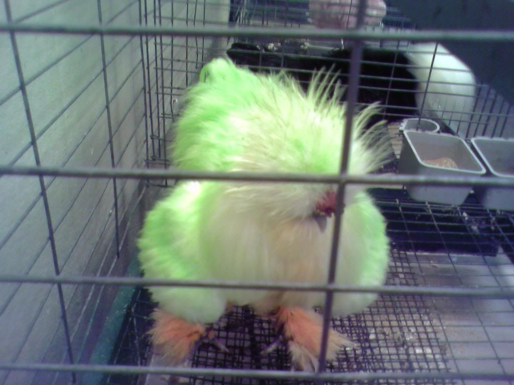 GreenChicken.jpg
