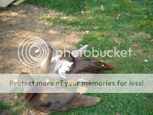 chicksandducks022.jpg