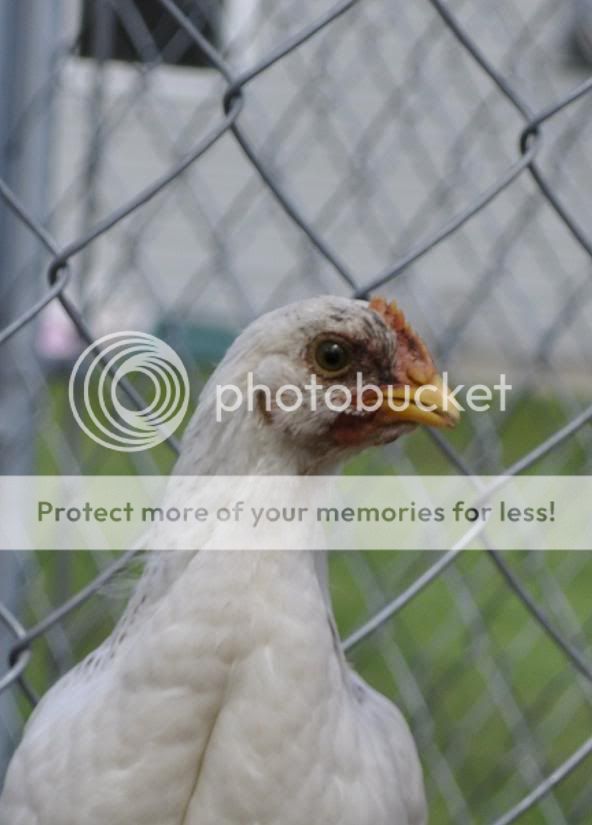 chick1.jpg