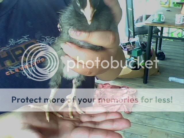Chick001.jpg