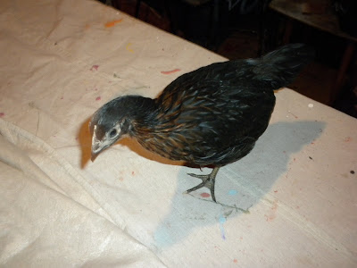 DSCN2072.JPG