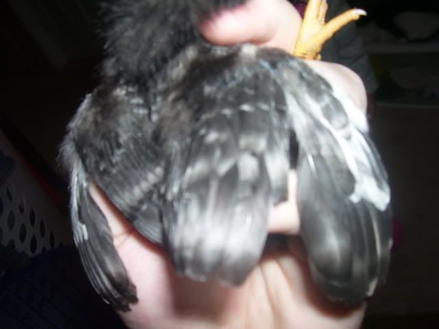 100_2558.jpg