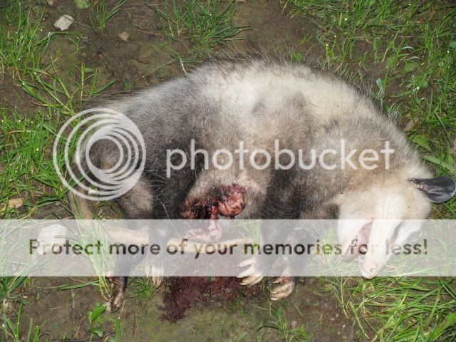 possum.jpg