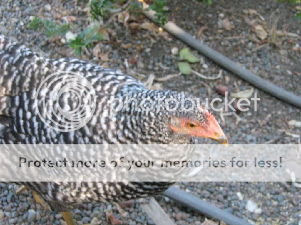 ChickensJuly21th2010069.jpg