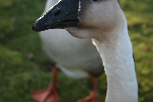 3200586830_d1fe559fa1.jpg