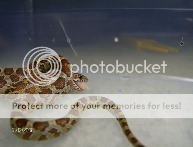 EatingSnakes023.jpg