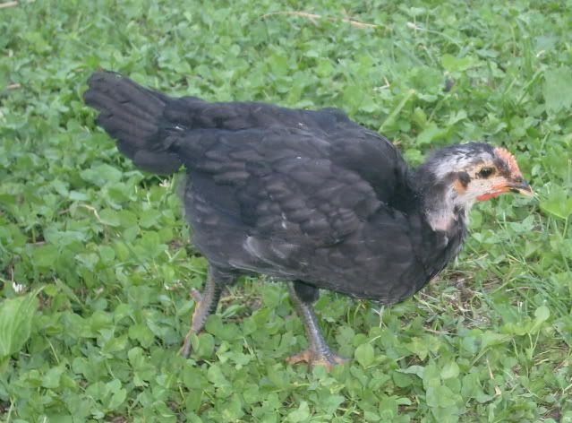 chickenstoday037.jpg