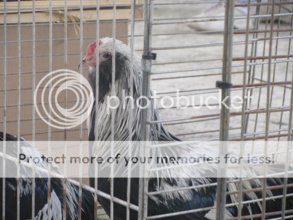 IMG_2332.jpg