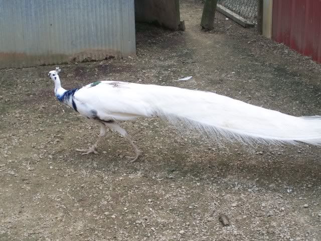 peacocks003.jpg