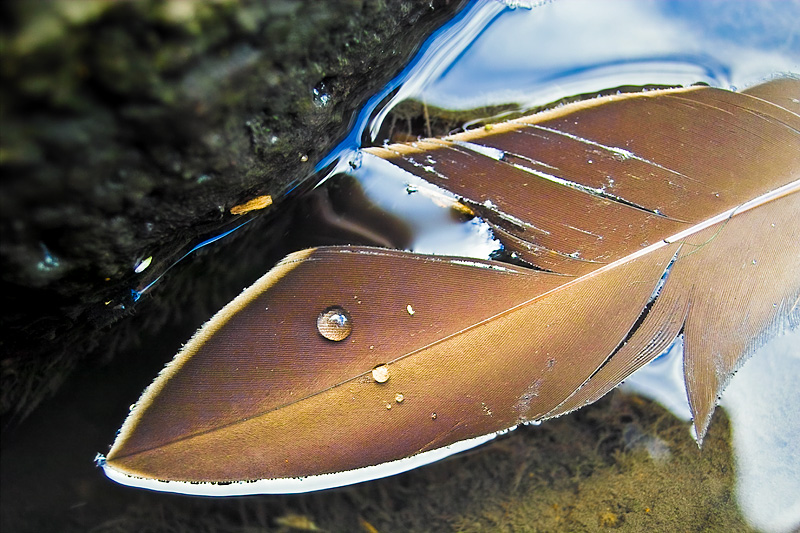floating-feather.jpg