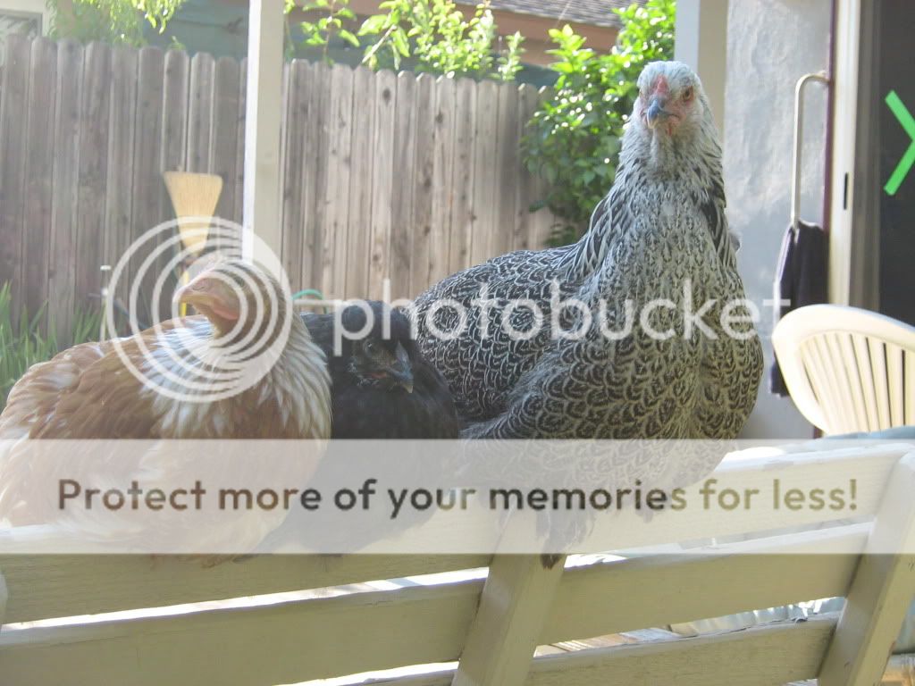 ChickensJuly27th2010129.jpg