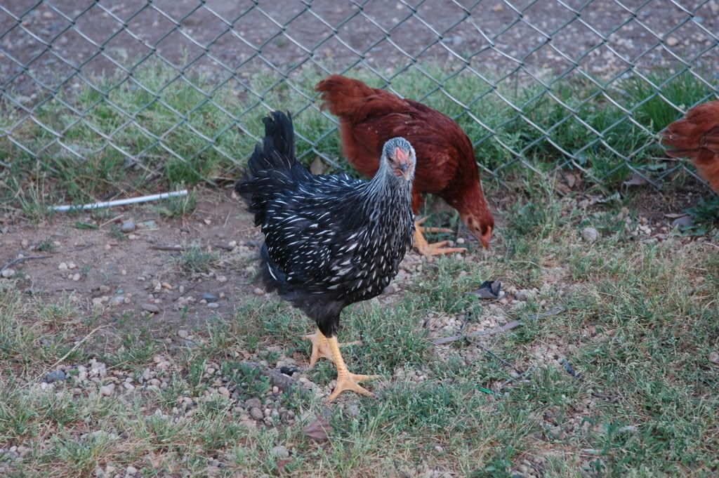 DSC_1451.jpg