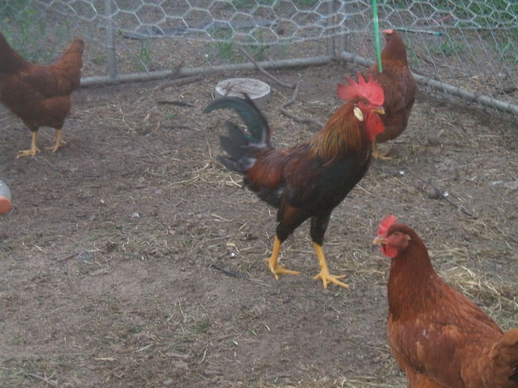 dscf0032.jpg