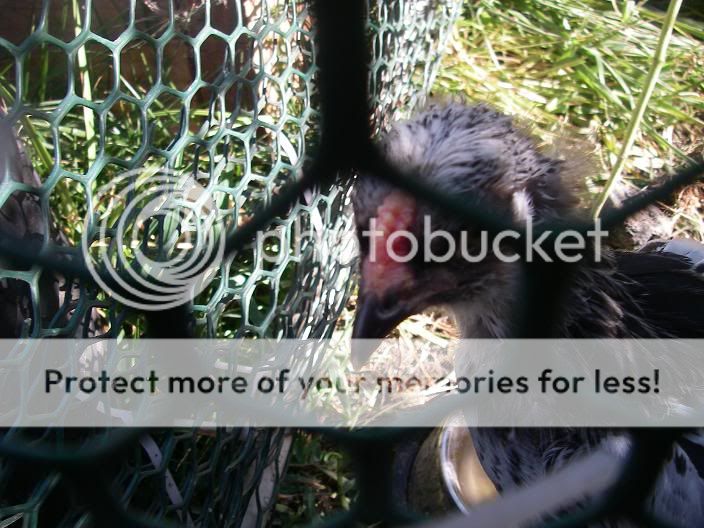 roosterorpullet2.jpg