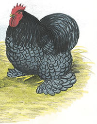 blue_cochins_main.jpg