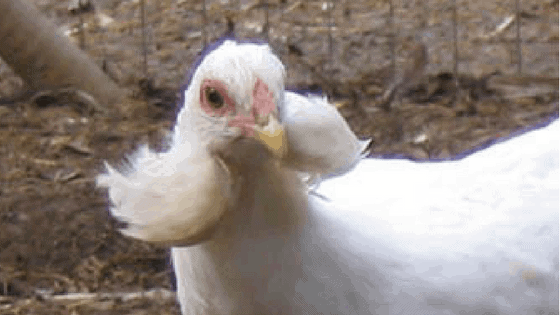 araucana-chickens-breed-feature.png