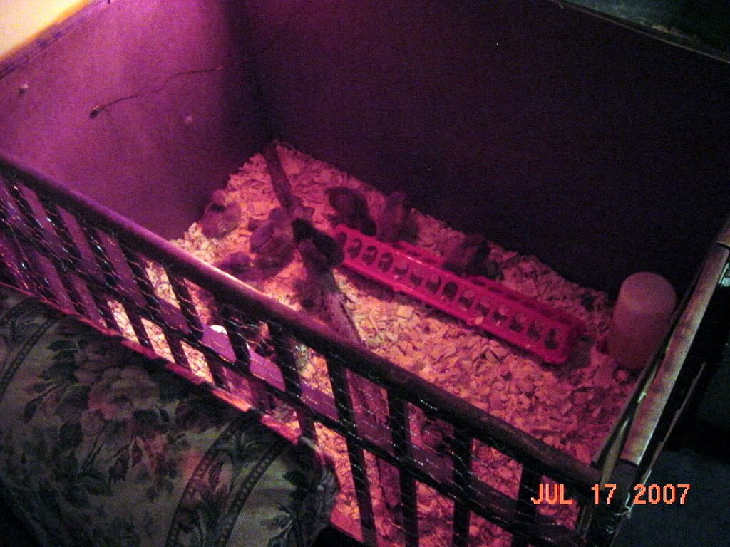 DSC02916.jpg