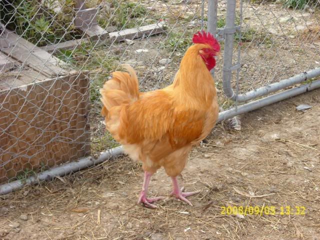 Sept08mybirds026.jpg