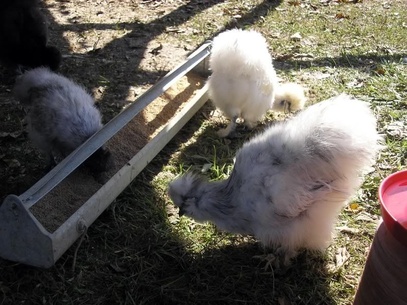 Silkies1.jpg