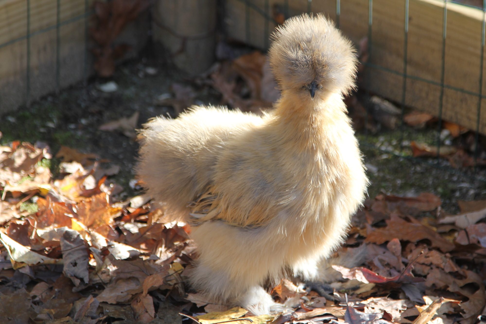 900x600px-LL-0265d31e_Chickens345.jpeg