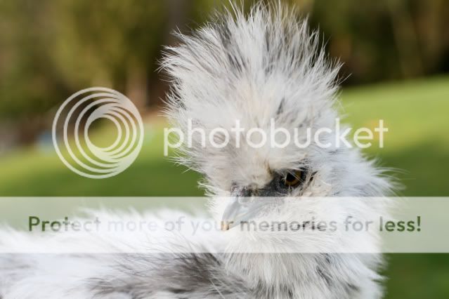 silkies0008.jpg
